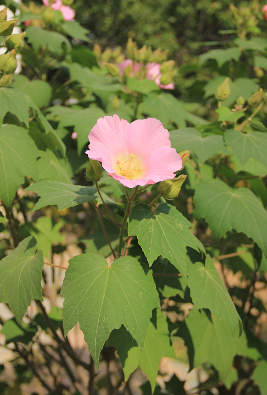 Изображение особи Hibiscus mutabilis.