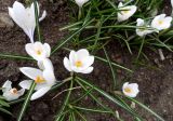 Crocus vernus