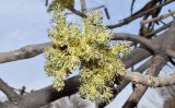genus Fraxinus