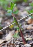 род Polygonatum