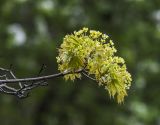 Смотреть изображение Acer platanoides