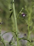 View full-size image Scrophularia canina subspecies crithmifolia