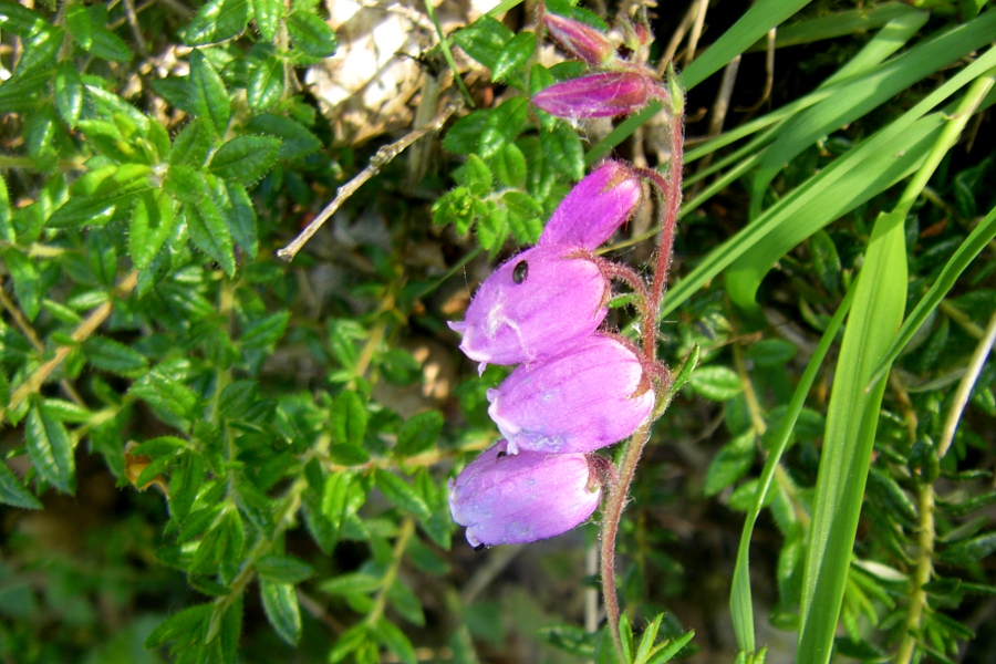 Image of Daboecia cantabrica specimen.