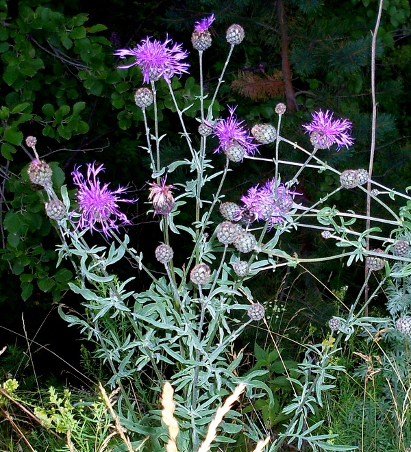 Image of Centaurea scabiosa specimen.