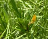 Vicia grandiflora