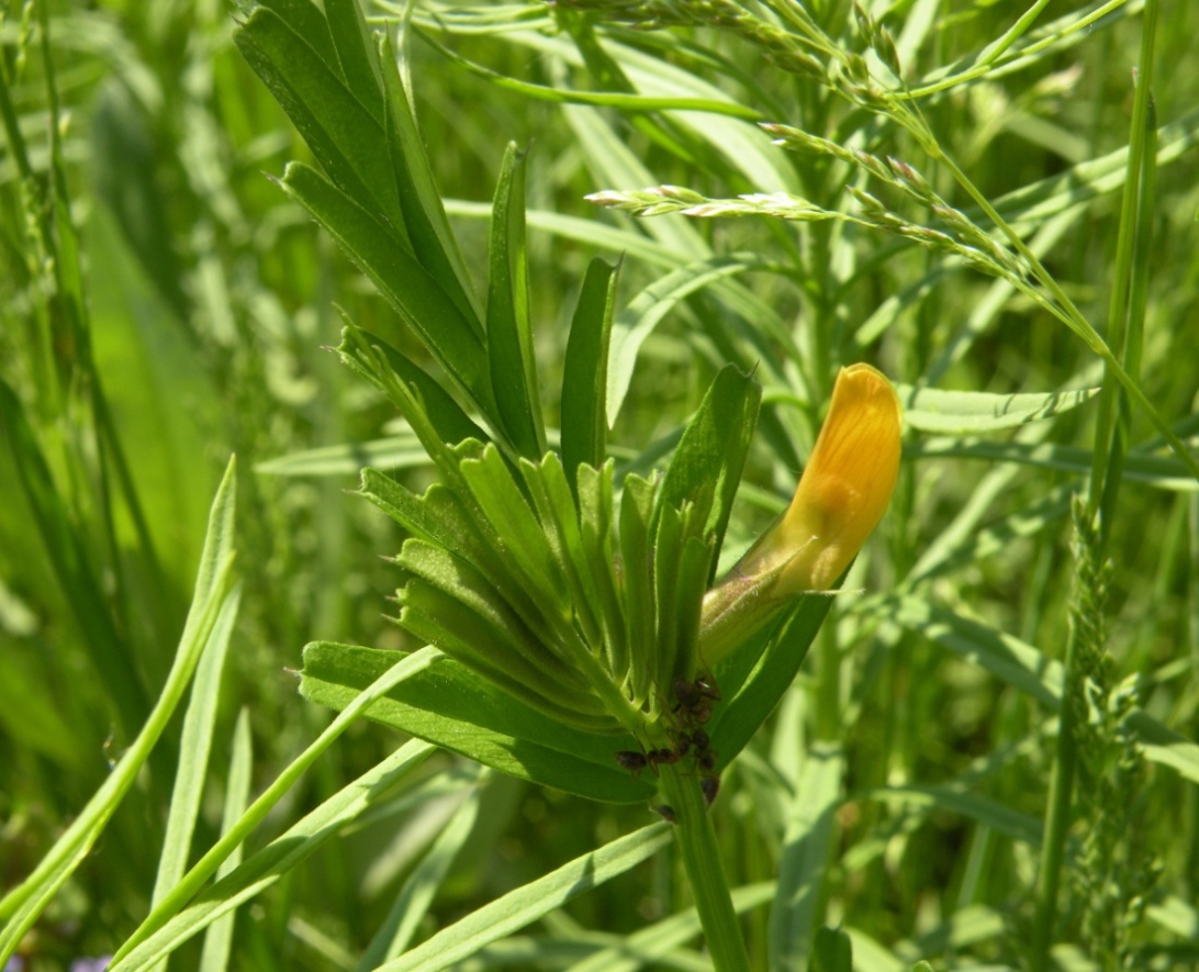 Image of Vicia grandiflora specimen.