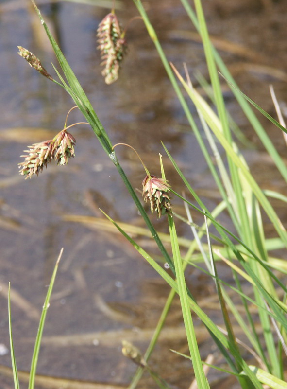 Image of Carex paupercula specimen.