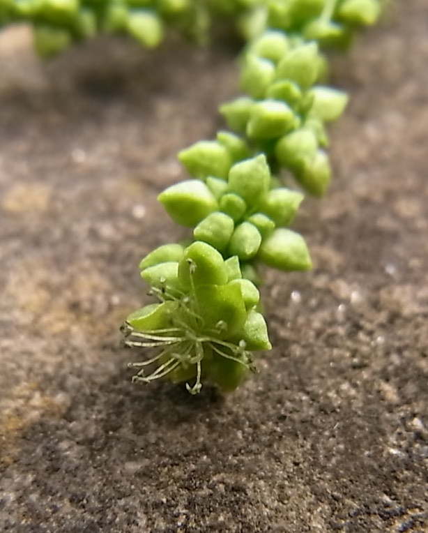 Изображение особи Mercurialis annua.