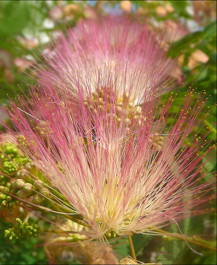 Image of Albizia julibrissin specimen.