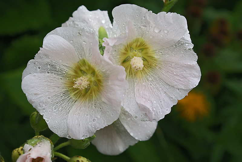 Image of Alcea rosea specimen.