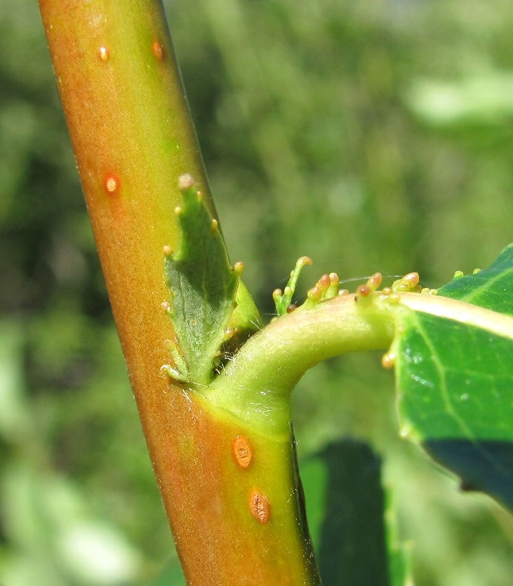 Image of Salix pentandra specimen.