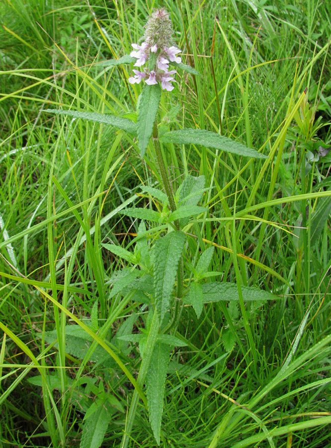 Изображение особи Stachys aspera.