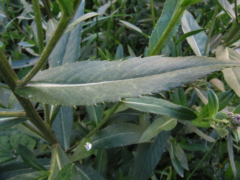 Image of Cirsium setosum specimen.