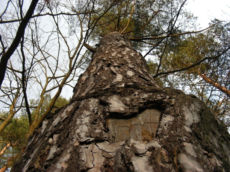 Изображение особи Pinus sylvestris.