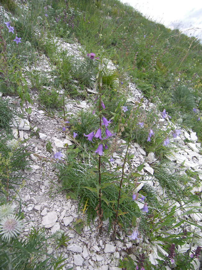 Изображение особи Campanula rapunculoides.