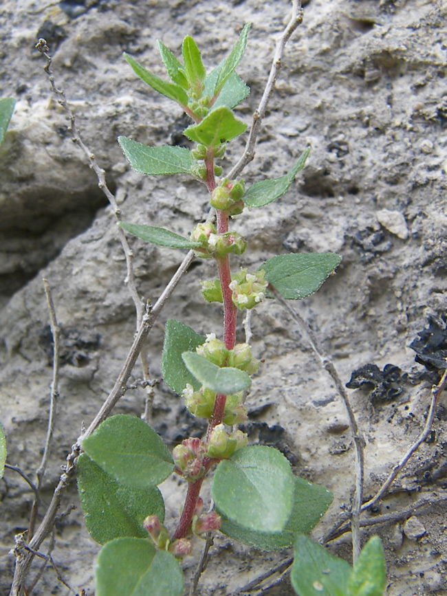 Image of Parietaria elliptica specimen.