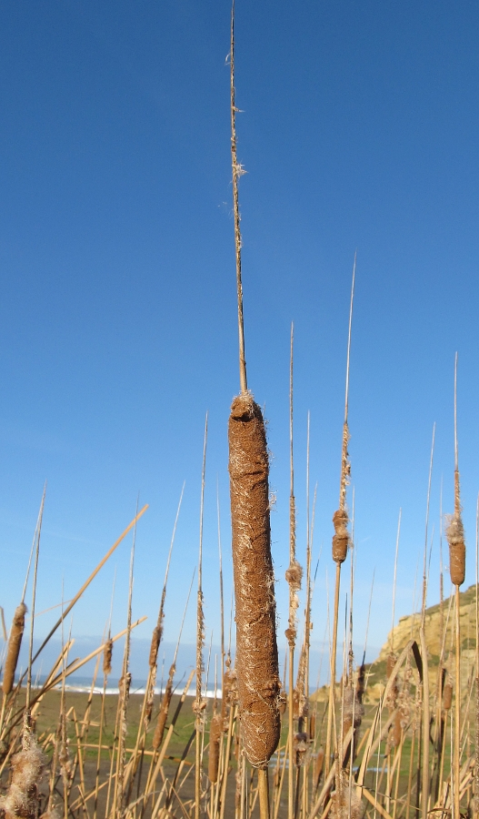 Изображение особи Typha angustifolia.