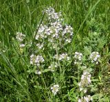 Thymus marschallianus