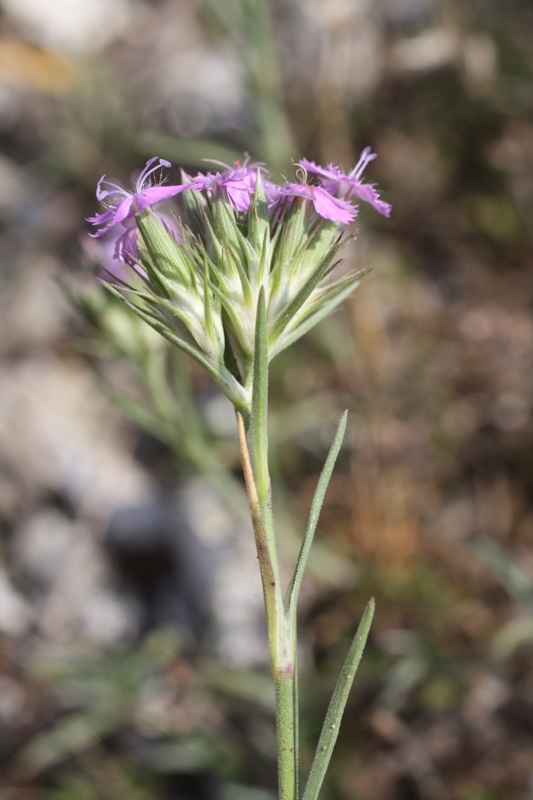 Image of Dianthus pseudarmeria specimen.