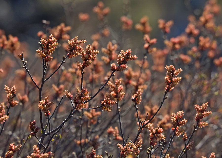 Изображение особи Myrica tomentosa.