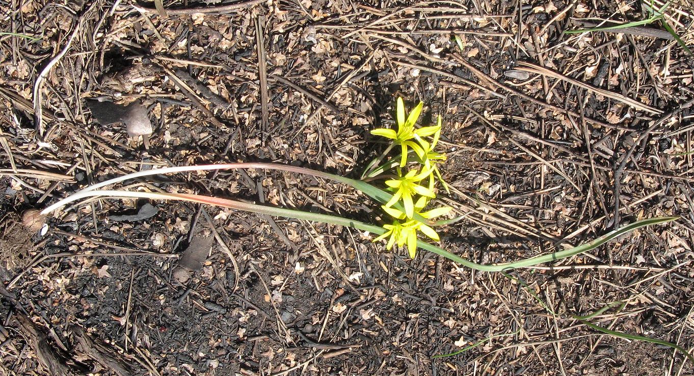 Image of genus Gagea specimen.