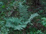 Dryopteris filix-mas