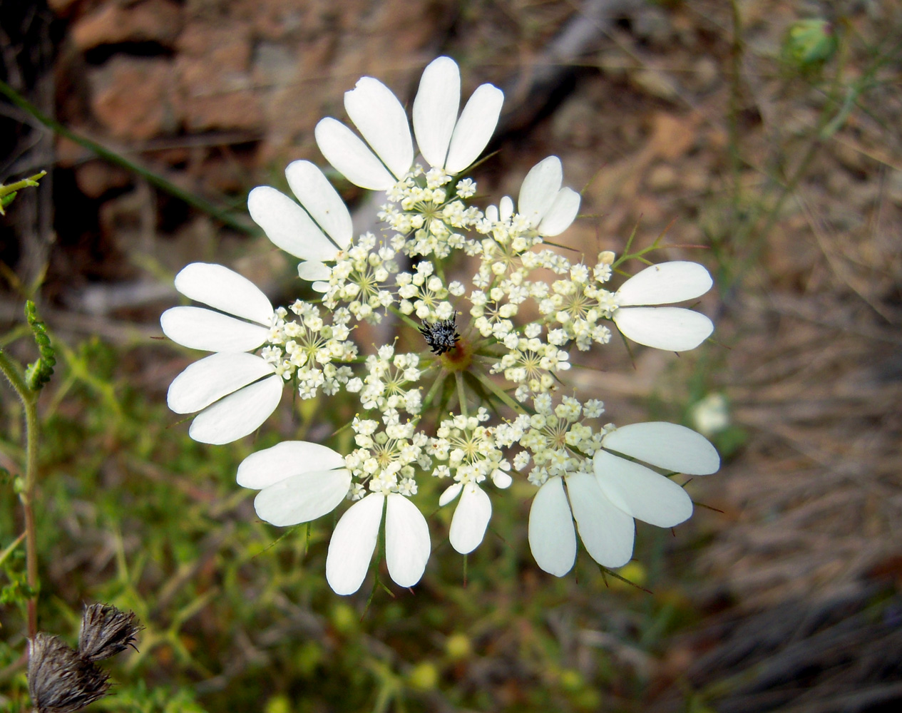 Изображение особи Artedia squamata.