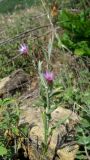 Xeranthemum cylindraceum