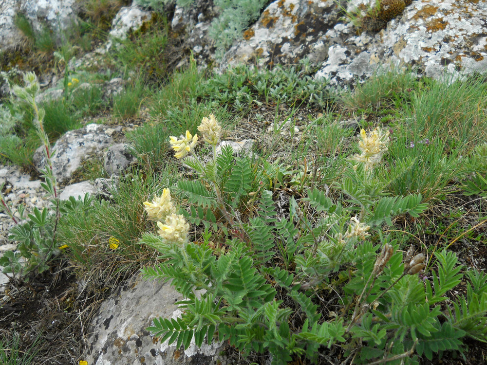 Image of Oxytropis pilosa specimen.