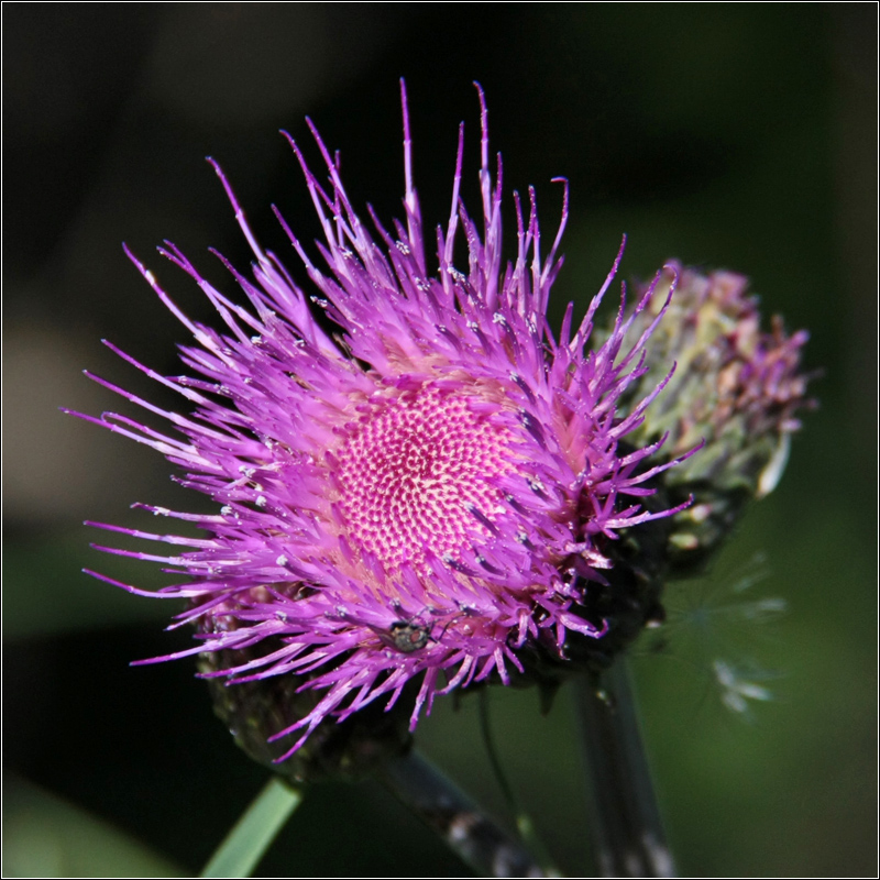 Image of Cirsium heterophyllum specimen.