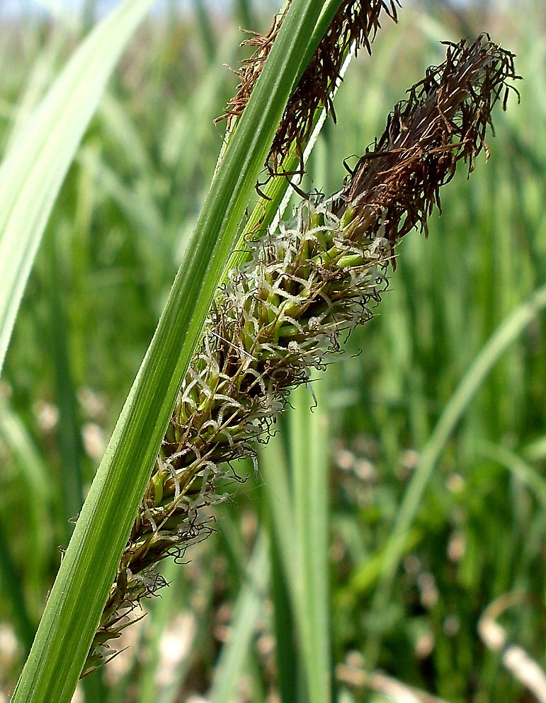 Image of Carex atherodes specimen.