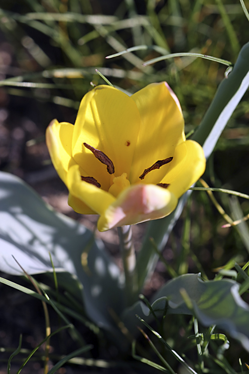 Изображение особи Tulipa lemmersii.