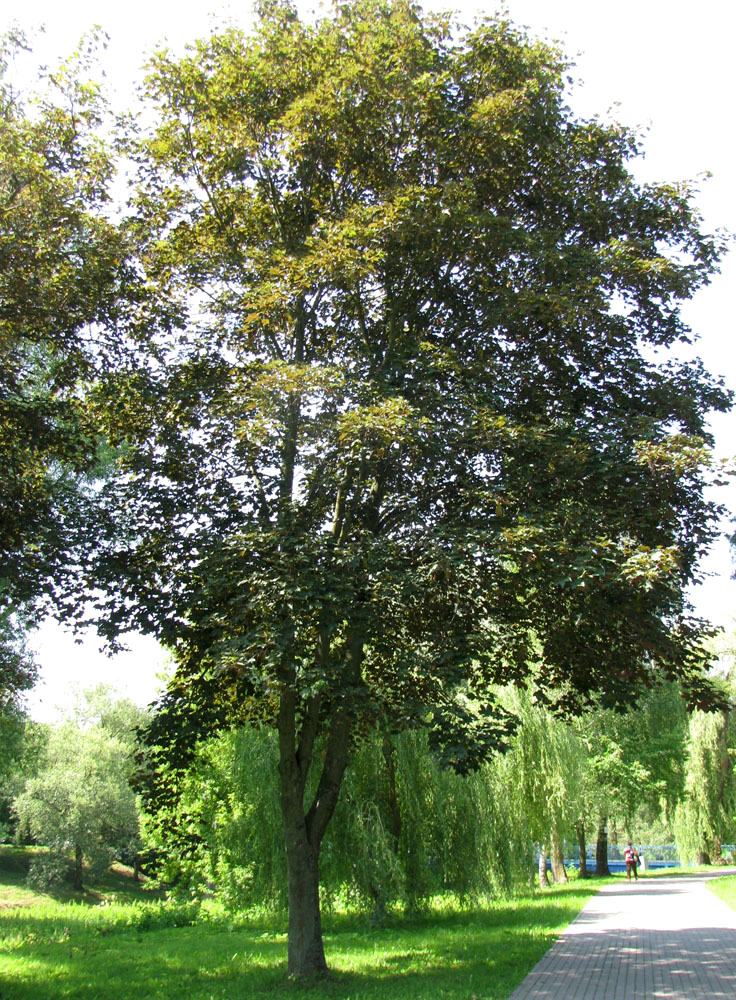 Image of Acer pseudoplatanus specimen.