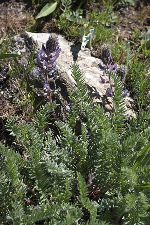 Image of genus Oxytropis specimen.