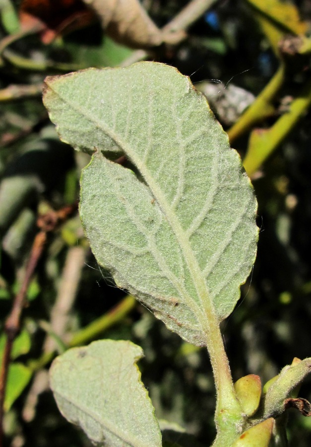 Image of Salix caprea specimen.