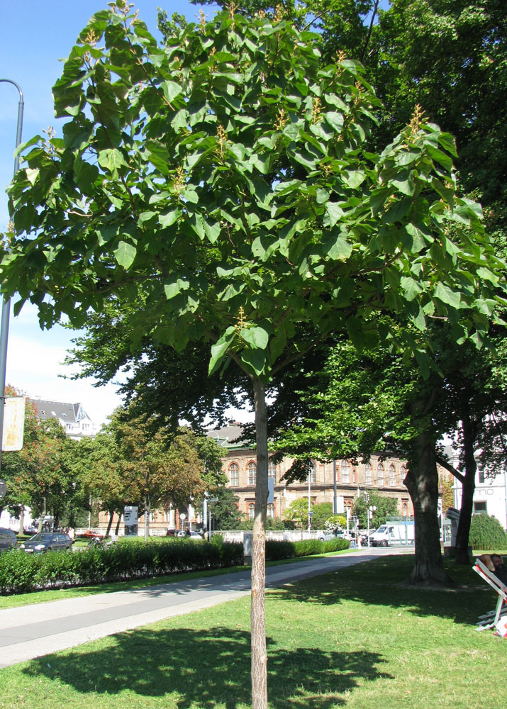 Image of Paulownia tomentosa specimen.