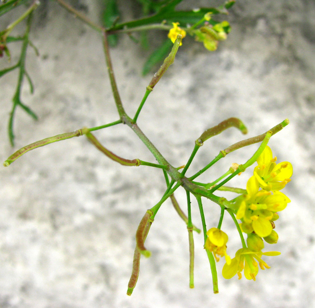 Image of Rorippa sylvestris specimen.