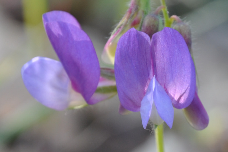 Изображение особи Lathyrus laxiflorus.