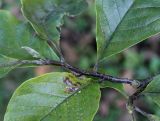 Magnolia × soulangeana. Верхушка веточки с развивающимся побегом ('Nigra'). Германия, г. Krefeld, ботанический сад. 16.09.2012.