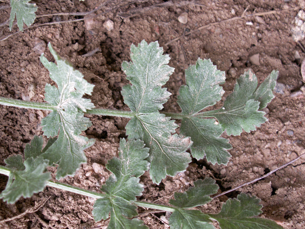 Image of Zosima korovinii specimen.