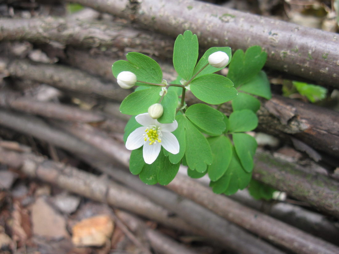 Изображение особи Isopyrum thalictroides.