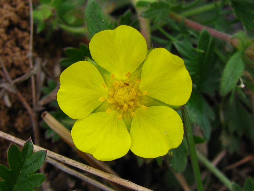 Image of Potentilla heptaphylla specimen.