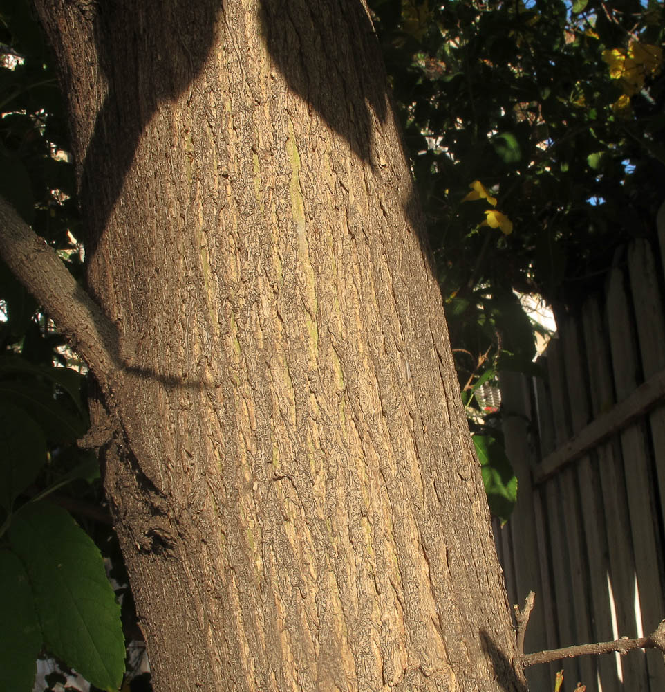 Image of Tecoma castanifolia specimen.