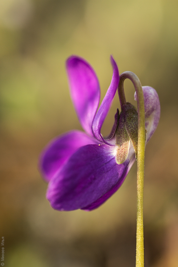 Изображение особи Viola ambigua.