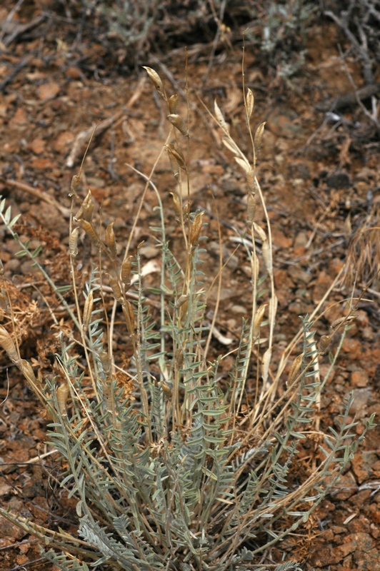 Image of Oxytropis gebleriana specimen.