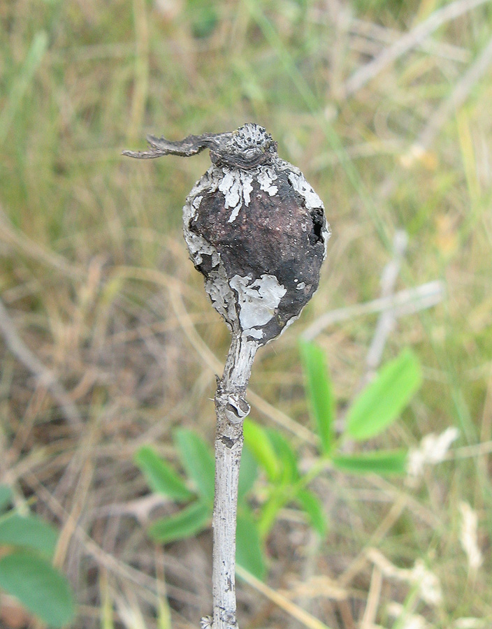 Image of Rosa marginata specimen.