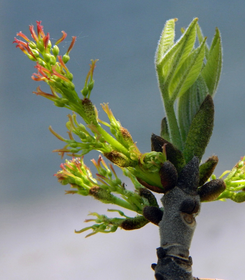 Image of Fraxinus pennsylvanica specimen.