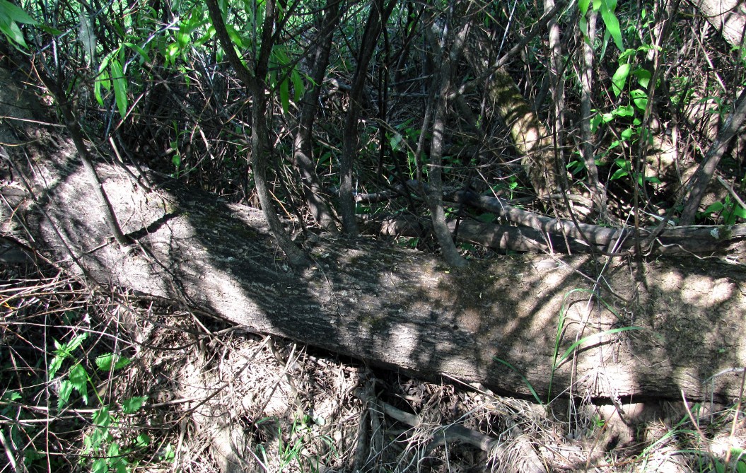 Image of Salix acutifolia specimen.