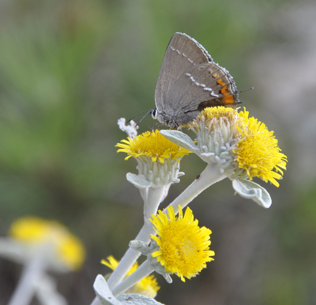 Image of Inula aschersoniana specimen.