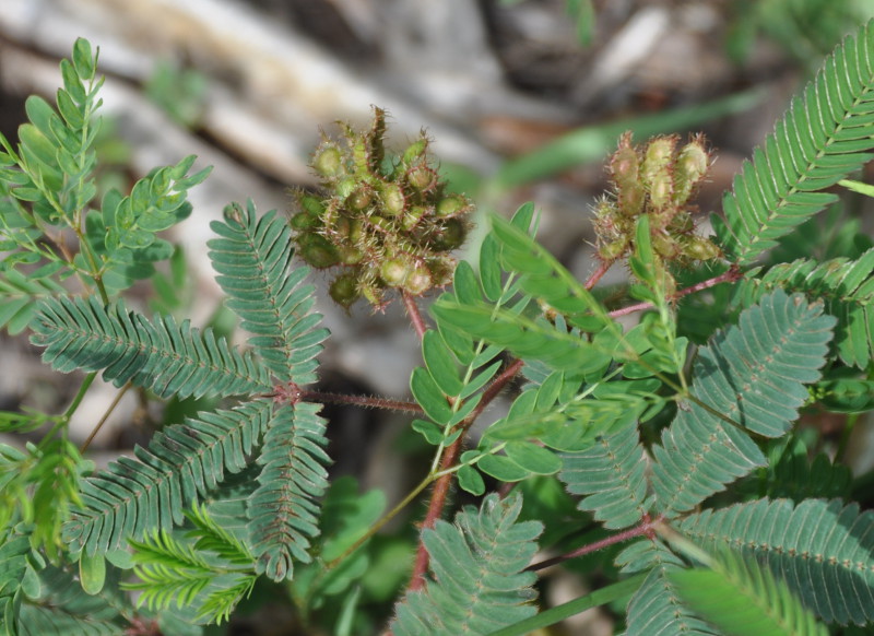 Image of Mimosa pudica specimen.